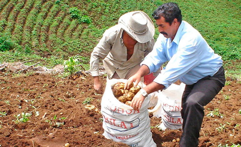 El cultivo de papa en Honduras tiene un fuerte impacto social, ya que genera unos 5,800 empleos permanentes.