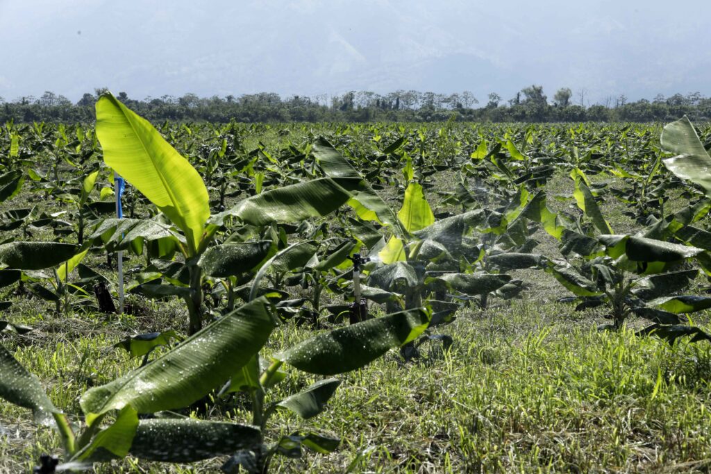Más de 4.500 empleos se reactivarán en sector bananero con bono del Gobierno